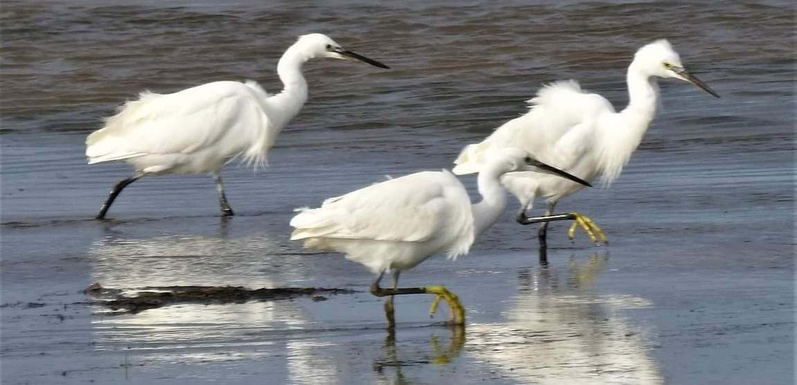 egrets on the exe